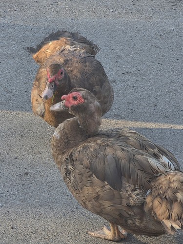 Fertile chocolate muscovy - fertile,
