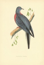 Passenger Pigeon. Morris's