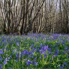 Hyacinthoides Non-scripta -