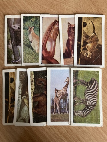 Wild animals horniman - horniman's, tea