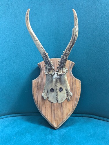 Vintage deer antlers wooden - vintage,