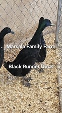 6+Black Runner Duck Hatching