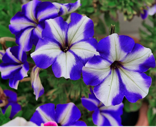 Petunia blue star colourful - blue,