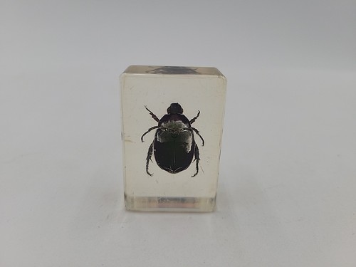 Real insect green chafer - insect,