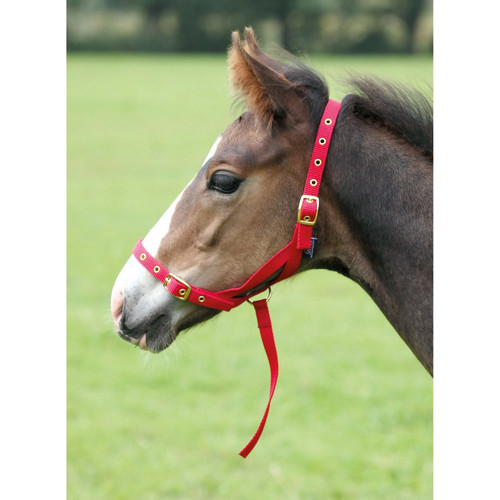 Shires nylon foal - foal,