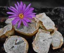 Conophytum francoisiae Lav