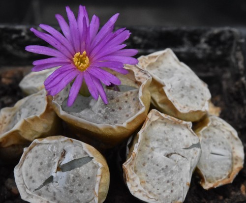 Conophytum francoisiae lav - conophytum,