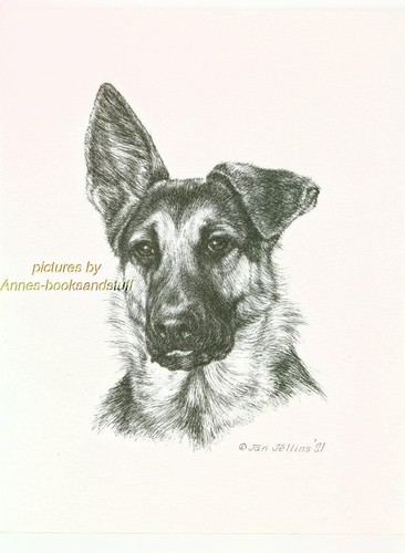 286 german shepherd - german,