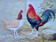 c1904 Antique Poultry Chicken Print OLD ENGLISH GAME by Artist J.W. Ludlow