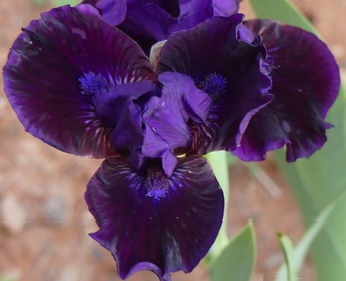 August delivery std dwarf - august,