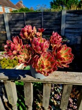 Aeonium Pink Witch | STEM