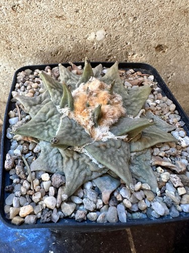 Ariocarpus retusus csd104 own - ariocarpus,