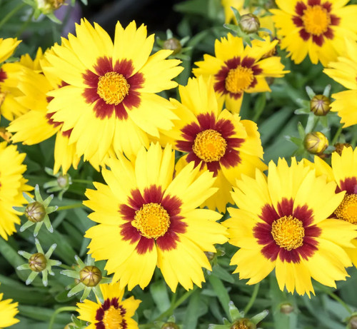 Coreopsis grandfloraiamo