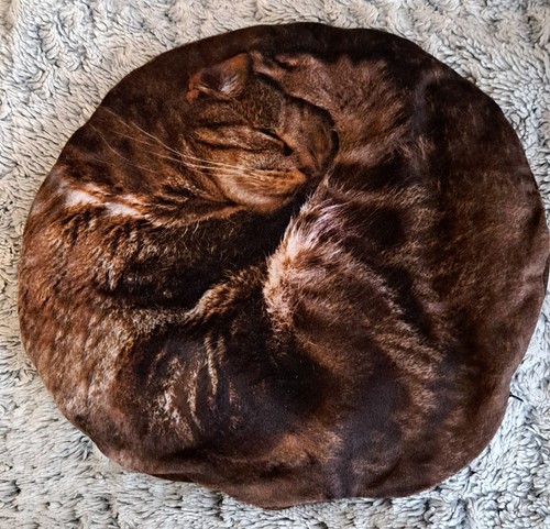 Tabby tortoiseshell cat - cat, round