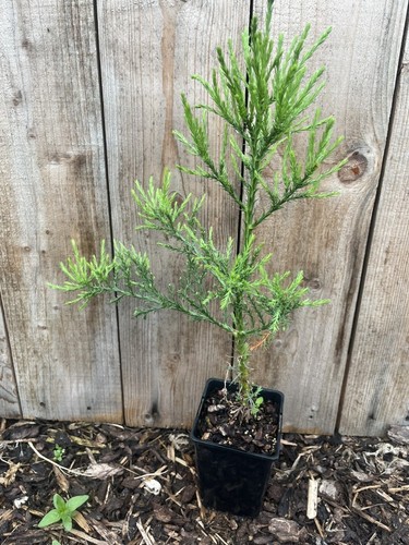 Giant redwood sequoiadendron - -,