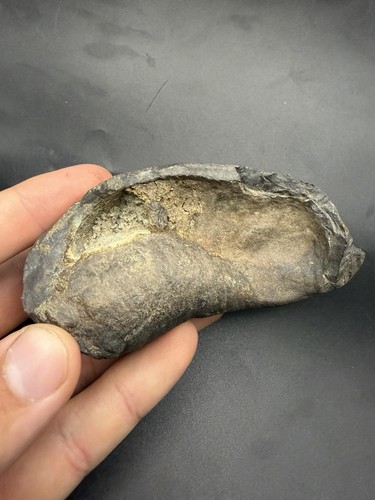 Large whale ear bone - ear, fossil