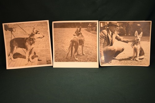 Proud owner german shepard - owner,