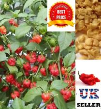 CAROLINA REAPER CHILLI PEPPER SEEDS, SUPER HOT 100% GENUINE, UK SELLER