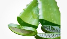 Aloe Vera Leaf Freshly Cut to Order Organic Medicinal Plant 25-40cm 1 leaf