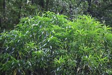Euphorbia mellifera Honey Spurge 9cm Pot Drought resistant