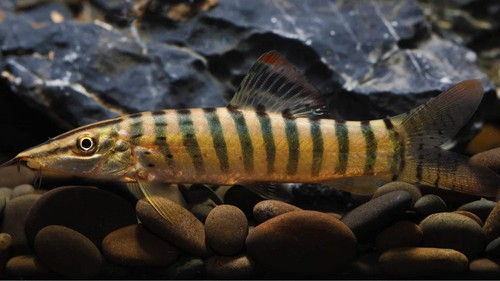 Pack tiger botia 4 live - tiger, 3.5-4"