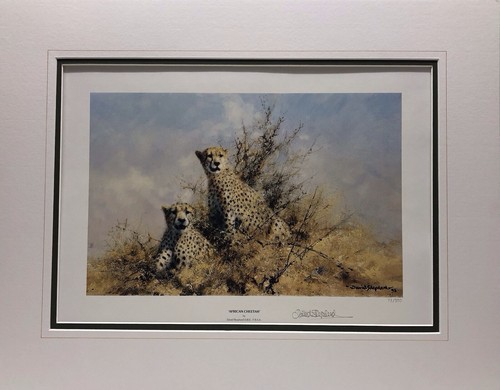 African cheetah - african,