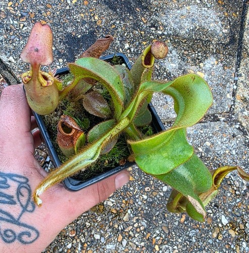 Nepenthes veitchii bario - (n.veitchii, 'bario