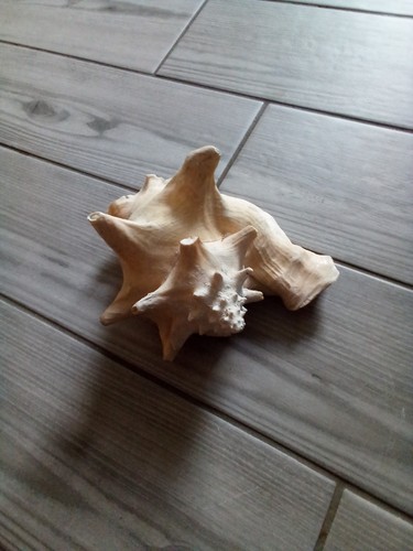 Large conch sea shell - conch,