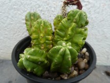 ECHINOCEREUS SCHEERII, shown in 9cm pot, lovely, healthy cactus