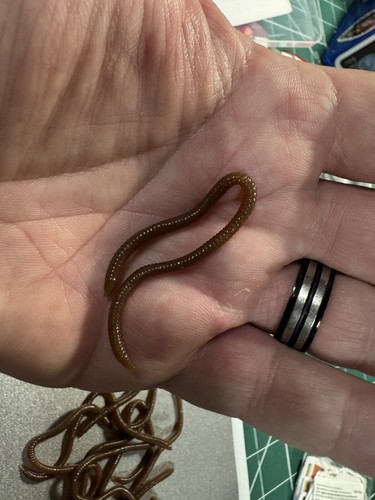 Flavour infused earth worm - worm, 10