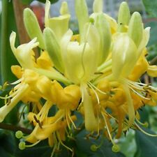 Honeysuckle Scentsation