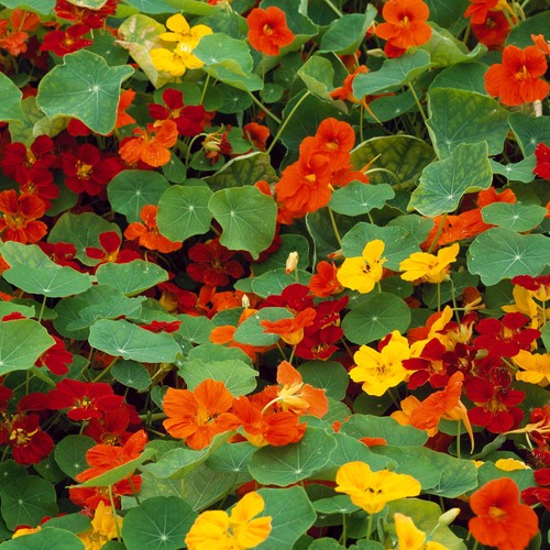Nasturtium whirlybird mix - whirlybird,