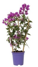 Bougainvillea Alexandra Indoor