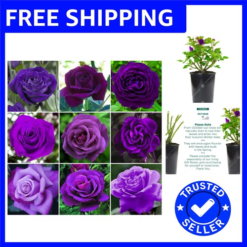 Vibrant purple rose bush - vibrant,