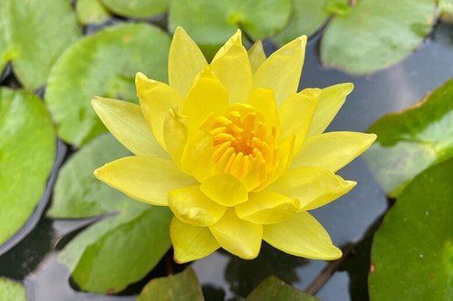 Large yellow live deep - large,