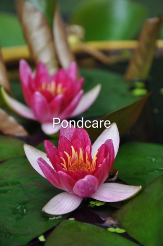 Water lily red - red, pygmaea