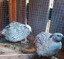 Quail eggs 1/2 Dozen Pearl Fee