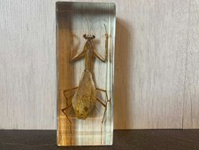 Real taxidermy resin - real, in