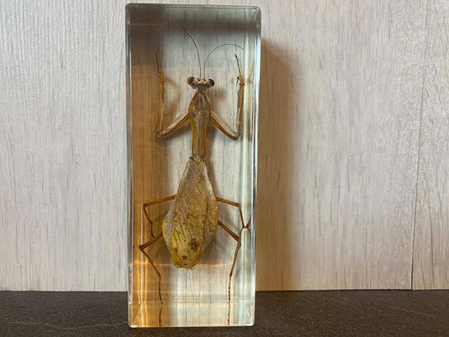 Real taxidermy resin - taxidermy, in