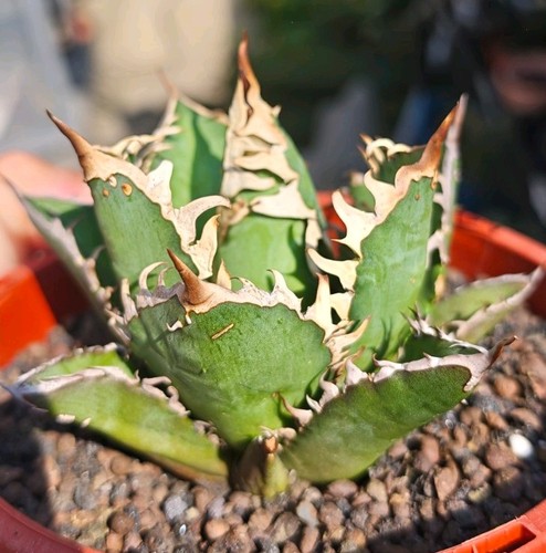 Agave titanota red catweezle - agave, catweezle'