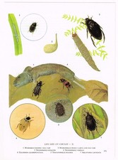 Beetles Carrion Burying Water Insect Old Picture Print Vintage 1968 OBOI#171