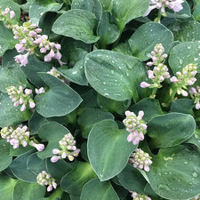 HOSTA BLUE MOUSE EARS PLANTAIN
