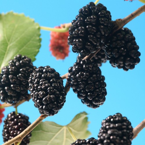 Morus mojo berry - berry, standard