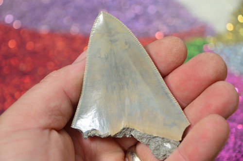 Sale beautiful megalodon - sale..beautiful,