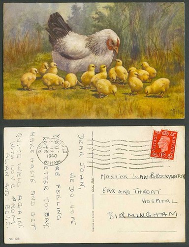 Chicken hen chicks bird - chicks,