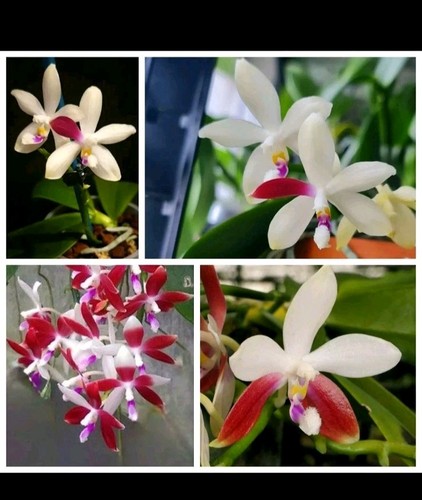 Phalaenopsis tetraspis - tetraspis, c1