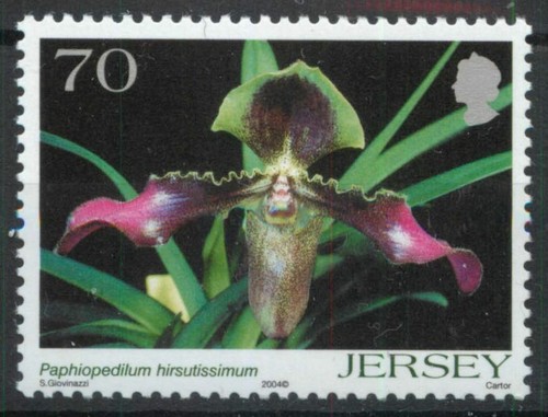 Paphiopedilum hirsutissimum