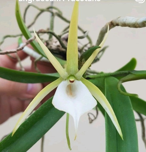 Angraecum magdalenae - magdalenae, x