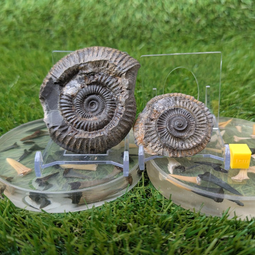 Ammonite fossil split pair - ,