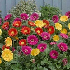 Hardy Gerbera 'Garvinea' Sweet